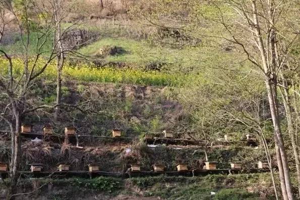 養蜂場種什么樹好乘涼(哪些地方適合養蜂) 養蜂場種什么樹好乘涼(哪些地方適合養蜂)