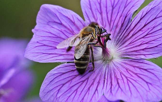 蜜蜂的養殖技術有哪些？