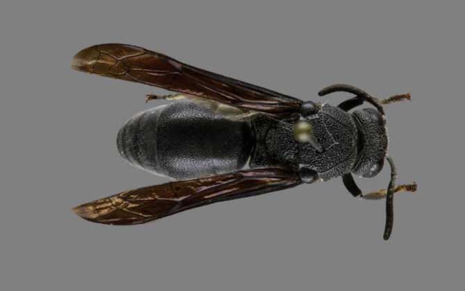 細腰蜂的分布地區