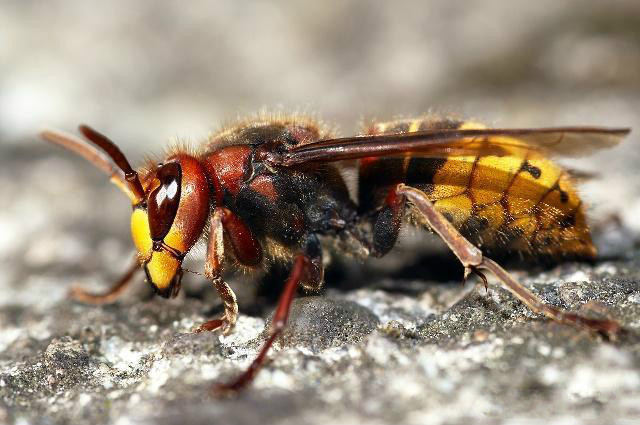 哪些情況可能造成意蜂飛逃(意蜂蜂箱的材料和位置) 哪些情況可能造成意蜂飛逃(意蜂蜂箱的材料和位置)