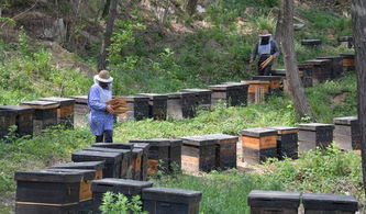 夢到養(yǎng)蜜蜂和養(yǎng)蜂場是什么意思(夢見養(yǎng)蜜蜂) 夢到養(yǎng)蜜蜂和養(yǎng)蜂場是什么意思(夢見養(yǎng)蜜蜂)