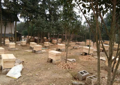 夢到養(yǎng)蜜蜂和養(yǎng)蜂場是什么意思(夢見養(yǎng)蜜蜂) 夢到養(yǎng)蜜蜂和養(yǎng)蜂場是什么意思(夢見養(yǎng)蜜蜂)