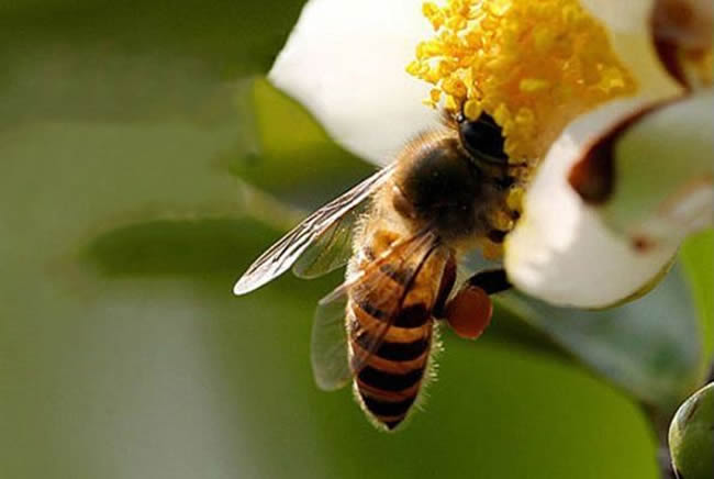 蜜蜂如何培養(yǎng)蜂王？