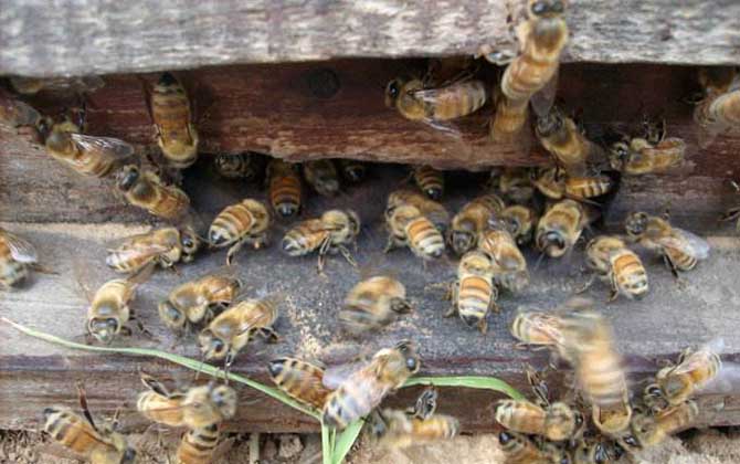 畢節中蜂是云貴高原中蜂嗎(云貴高原中蜂的種群范圍) 畢節中蜂是云貴高原中蜂嗎(云貴高原中蜂的種群范圍)