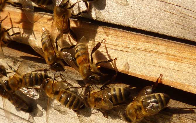 蜜蜂養(yǎng)殖新技術(shù)及注意事項(xiàng)(蜜蜂養(yǎng)殖實(shí)用技術(shù)介紹) 蜜蜂養(yǎng)殖新技術(shù)及注意事項(xiàng)(蜜蜂養(yǎng)殖實(shí)用技術(shù)介紹)