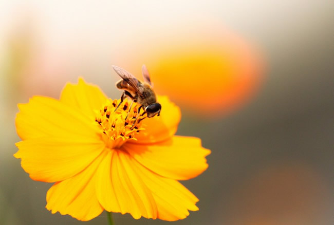 蜜蜂自然分蜂時(shí)會(huì)往哪里飛呢? 蜜蜂自然分蜂