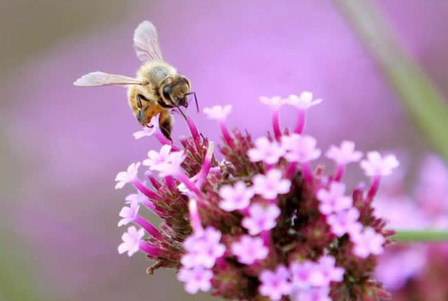 蜜蜂自然分蜂時(shí)會(huì)往哪里飛呢? 蜜蜂自然分蜂