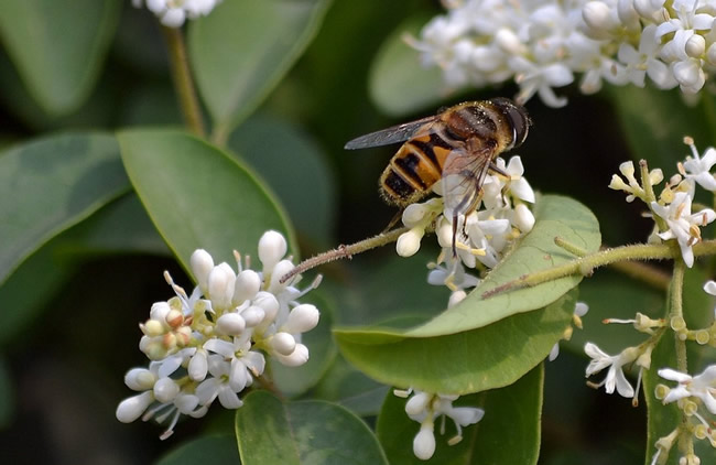 蜜蜂自然分蜂時(shí)會(huì)往哪里飛呢? 蜜蜂自然分蜂