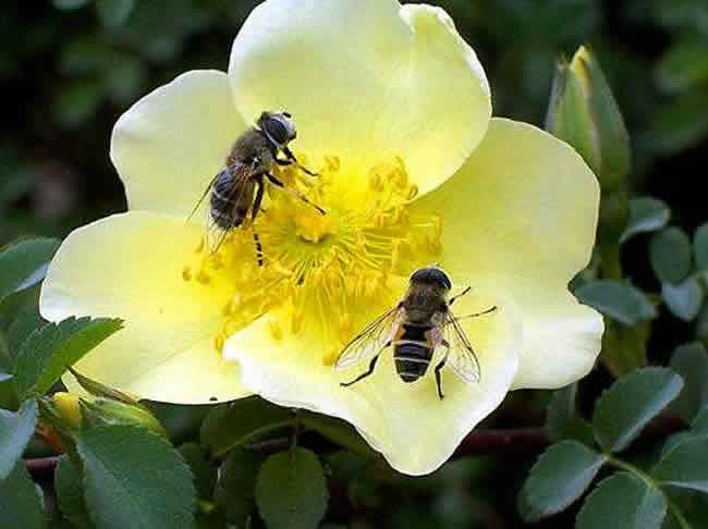 蜜蜂自然分蜂時(shí)會(huì)往哪里飛呢? 蜜蜂自然分蜂