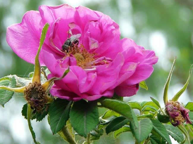 蜜蜂自然分蜂時(shí)會(huì)往哪里飛呢? 蜜蜂自然分蜂