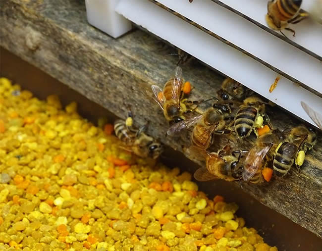 蜜蜂自然分蜂時(shí)會(huì)往哪里飛呢? 蜜蜂自然分蜂