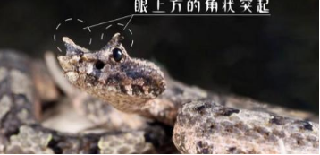 10米巨蟒真的存在？世界上最大的蟒蛇多長？溫度上升出現新品種