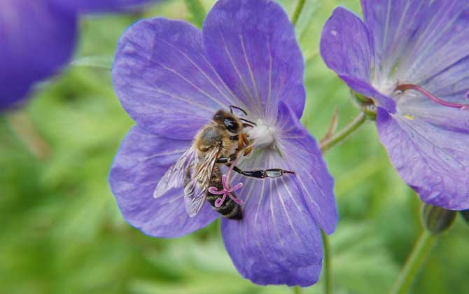 工蜂是什么性別的(工蜂是公的還是母的) 工蜂是什么性別的(工蜂是公的還是母的)
