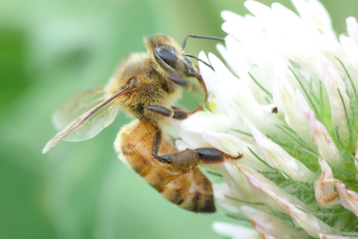 新手養(yǎng)蜂怎么保證蜂王不跑(養(yǎng)蜂人怎么控制蜂王) 新手養(yǎng)蜂怎么保證蜂王不跑(養(yǎng)蜂人怎么控制蜂王)