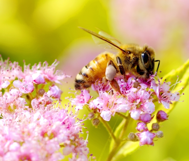 新手養(yǎng)蜂怎么保證蜂王不跑(養(yǎng)蜂人怎么控制蜂王) 新手養(yǎng)蜂怎么保證蜂王不跑(養(yǎng)蜂人怎么控制蜂王)