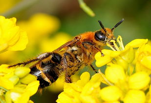 怎樣收意蜂場的散蜂(收捕的蜂群3步走) 怎樣收意蜂場的散蜂(收捕的蜂群3步走)