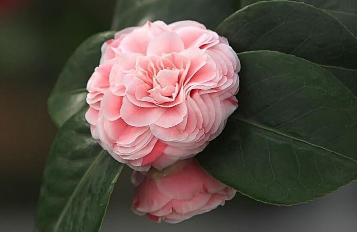 山茶花什么時候開花(山茶花的開花時間和周期) 山茶花什么時候開花(山茶花的開花時間和周期)