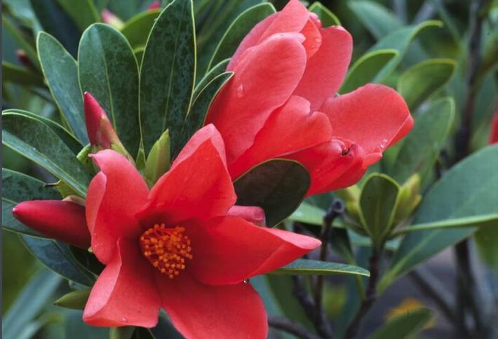 山茶花什么時候開花(山茶花的開花時間和周期) 山茶花什么時候開花(山茶花的開花時間和周期)