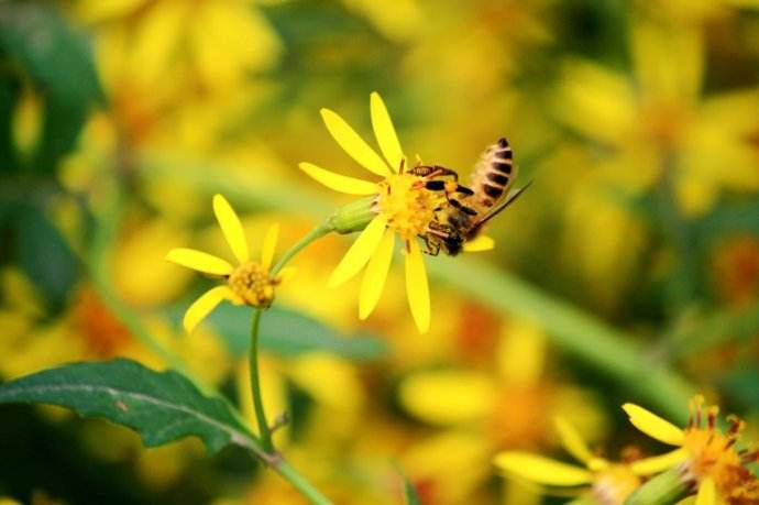 【蜜蜂知識】雄蜂卵和工蜂卵的區(qū)別? 雄蜂卵和工蜂卵的區(qū)別?