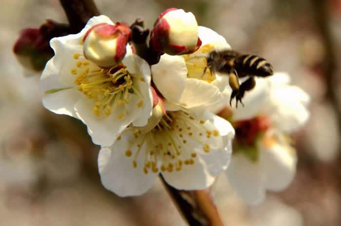 【蜜蜂知識】雄蜂卵和工蜂卵的區(qū)別? 雄蜂卵和工蜂卵的區(qū)別?
