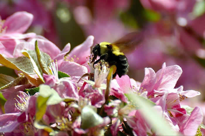 【蜜蜂知識】雄蜂卵和工蜂卵的區(qū)別? 雄蜂卵和工蜂卵的區(qū)別?