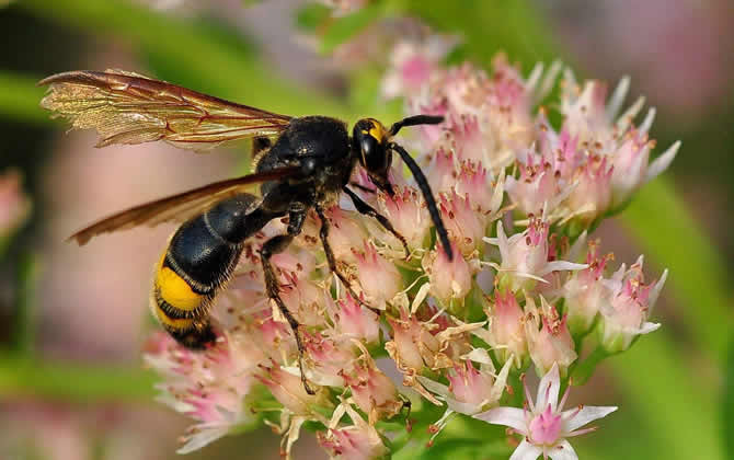 馬蜂雄蜂會蟄人嗎? 馬蜂