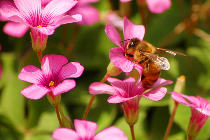 【蜜蜂知識(shí)】蜜蜂為什么正在逐漸消失？