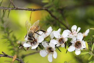 毒蜜蜂有什么特征(有毒蜜蜂種類) 毒蜜蜂有什么特征(有毒蜜蜂種類)