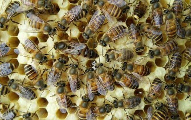 養蜂場利潤有多大(養蜂一年能掙二十萬嗎) 養蜂場利潤有多大(養蜂一年能掙二十萬嗎)