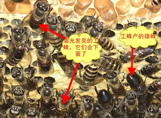 工產蜂和正常工蜂的區別(工蜂產的卵是什么蜂) 工產蜂和正常工蜂的區別(工蜂產的卵是什么蜂)