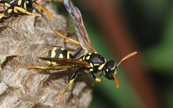 摘馬蜂窩最佳時間 摘馬蜂窩最佳時間