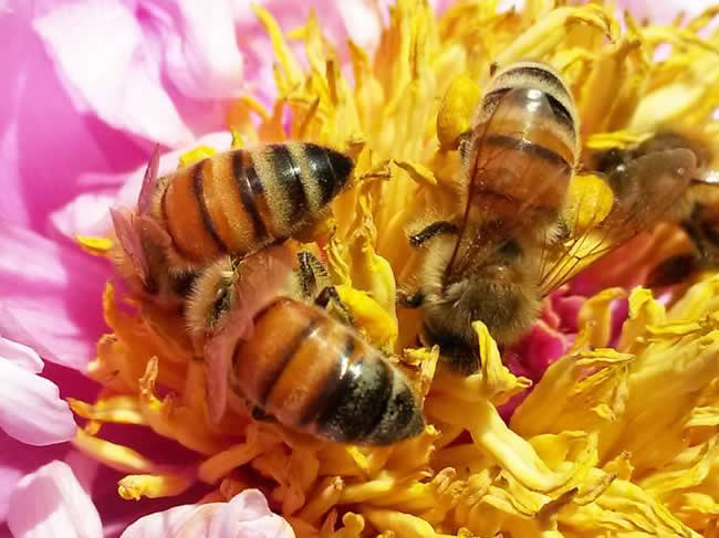 【蜜蜂知識】世界四大名蜂及其特性 世界四大名蜂