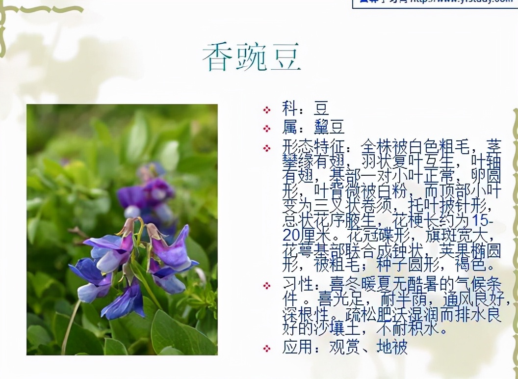 植物品種名稱大全（最常見的800種景觀觀花植物，附植物習性種植）