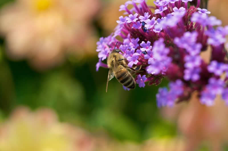 【蜜蜂知識】蜜蜂螫人后為什么會死? 【蜜蜂知識】蜜蜂螫人后為什么會死?