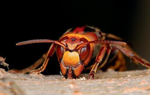 牛角蜂蟄了會不會死人（被牛角蜂蟄了的危險嚴重程度）