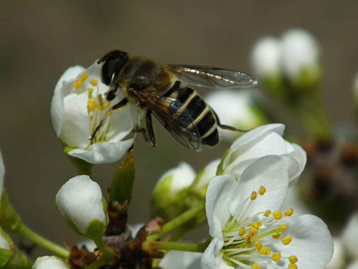 蜂螨對(duì)人有害嗎(蜂螨的危害是什么) 蜂螨對(duì)人有害嗎(蜂螨的危害是什么)