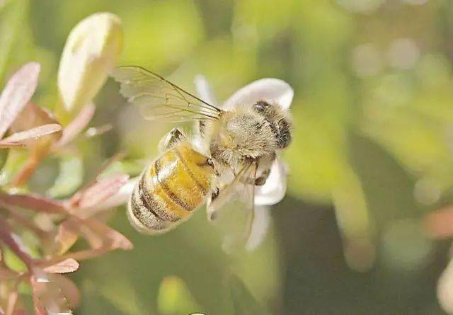 蜂螨對(duì)人有害嗎(蜂螨的危害是什么) 蜂螨對(duì)人有害嗎(蜂螨的危害是什么)