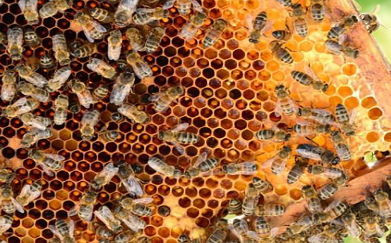 意蜂交尾箱可不可放在蜂場(chǎng)內(nèi)（交尾箱放在離蜂場(chǎng)多遠(yuǎn)位置才最好）