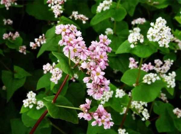 南方蜜源植物產蜜量排行榜(細數南方的蜜源植物有哪些)