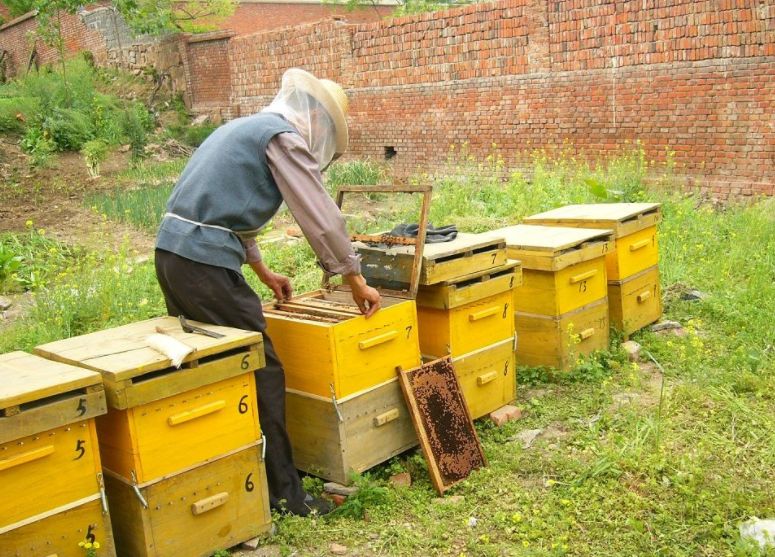 養(yǎng)蜜蜂如何開(kāi)始需要些什么(第一次養(yǎng)蜜蜂怎么樣) 養(yǎng)蜜蜂如何開(kāi)始需要些什么(第一次養(yǎng)蜜蜂怎么樣)