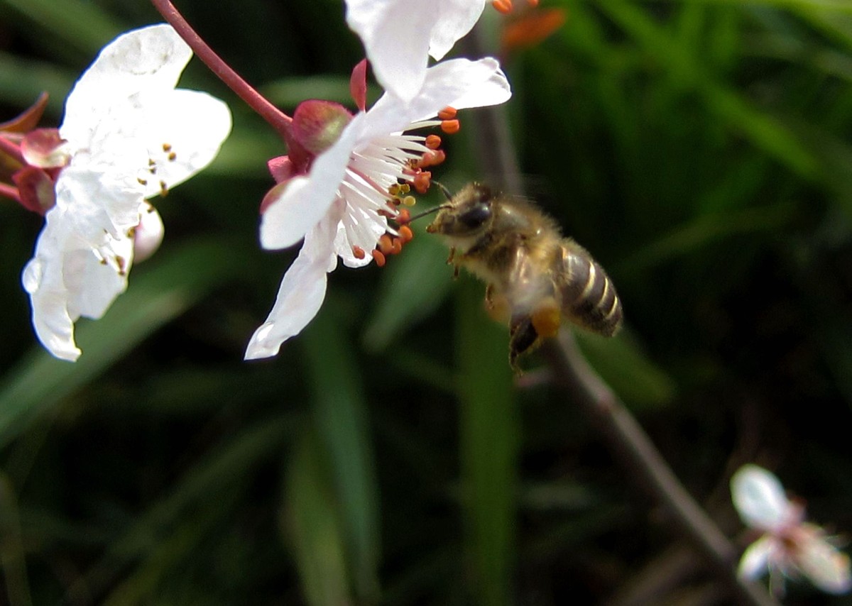 樓頂養蜂需要什么條件(樓頂養蜂注意事項) 樓頂養蜂需要什么條件(樓頂養蜂注意事項)