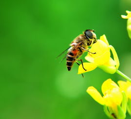 阿壩中蜂原種如何購買(阿壩中蜂原種的價(jià)格) 阿壩中蜂原種如何購買(阿壩中蜂原種的價(jià)格)