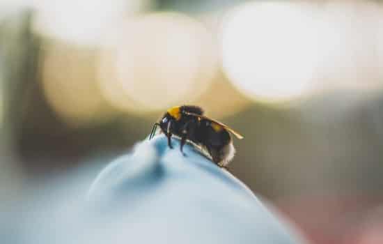 阿壩中蜂原種如何購買(阿壩中蜂原種的價(jià)格) 阿壩中蜂原種如何購買(阿壩中蜂原種的價(jià)格)