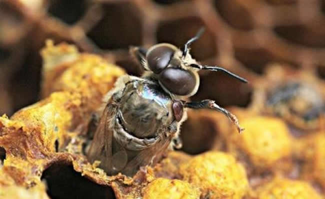 一天之內蜂王什么時候產卵？