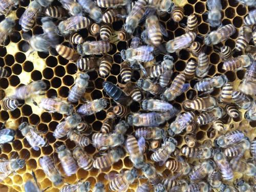 新手養(yǎng)中蜂要掌握哪些技術(shù)(沒(méi)有經(jīng)驗(yàn)養(yǎng)好中蜂的技術(shù)要點(diǎn)) 新手養(yǎng)中蜂要掌握哪些技術(shù)(沒(méi)有經(jīng)驗(yàn)養(yǎng)好中蜂的技術(shù)要點(diǎn))