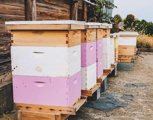 新手養(yǎng)中蜂要掌握哪些技術(shù)(沒(méi)有經(jīng)驗(yàn)養(yǎng)好中蜂的技術(shù)要點(diǎn)) 新手養(yǎng)中蜂要掌握哪些技術(shù)(沒(méi)有經(jīng)驗(yàn)養(yǎng)好中蜂的技術(shù)要點(diǎn))