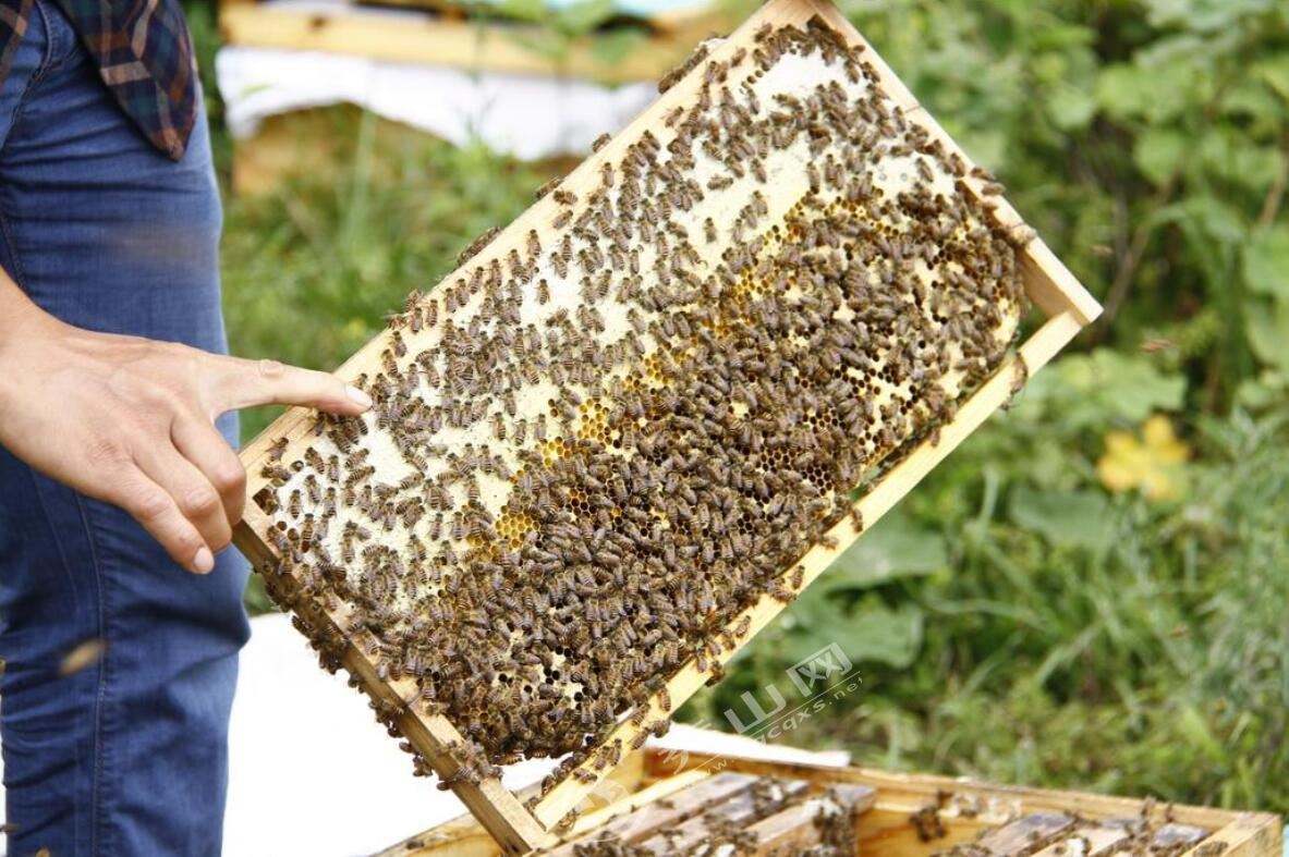 新手養(yǎng)中蜂要掌握哪些技術(shù)(沒(méi)有經(jīng)驗(yàn)養(yǎng)好中蜂的技術(shù)要點(diǎn)) 新手養(yǎng)中蜂要掌握哪些技術(shù)(沒(méi)有經(jīng)驗(yàn)養(yǎng)好中蜂的技術(shù)要點(diǎn))