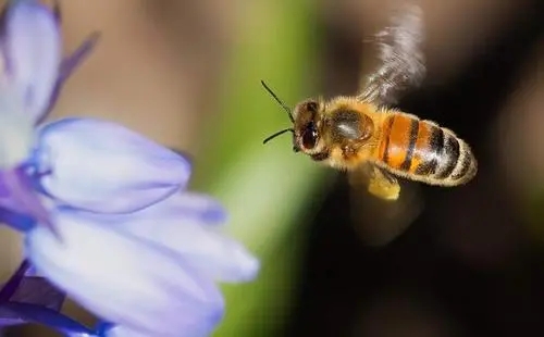 小蜜蜂出去采花粉最遠(yuǎn)的路程是多遠(yuǎn) 小蜜蜂出去采花粉最遠(yuǎn)的路程是多遠(yuǎn)
