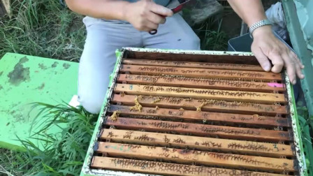 如何注冊養(yǎng)蜂公司(注冊公司步驟) 如何注冊養(yǎng)蜂公司(注冊公司步驟)