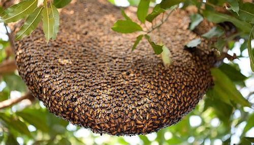 怎樣知道附近有蜜蜂窩在哪里?(教你怎么找到蜜蜂窩) 怎樣知道附近有蜜蜂窩在哪里?(教你怎么找到蜜蜂窩)